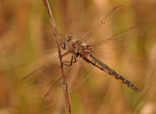 Female
2014_04_06_Wakulla_FL Female
2014_04_06_Wakulla_FL